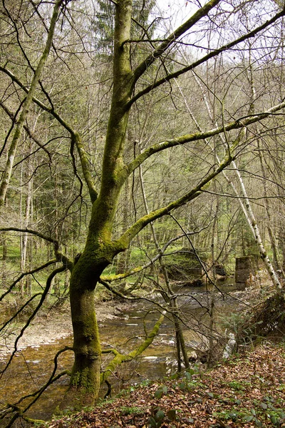 Malá Řeka Mezi Skalami Lese Styrii — Stock fotografie