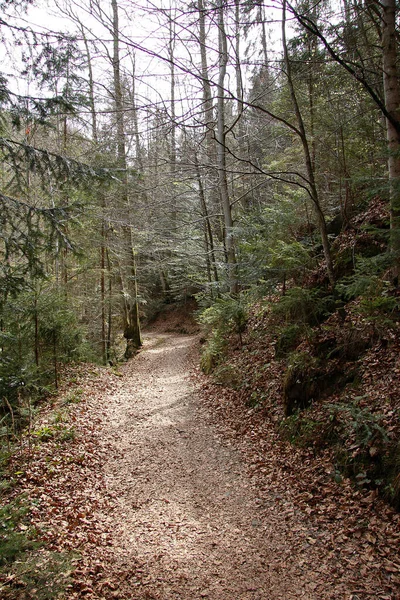Styria Bir Ormanda Güçlendirilmiş Yürüyüş Yolu — Stok fotoğraf