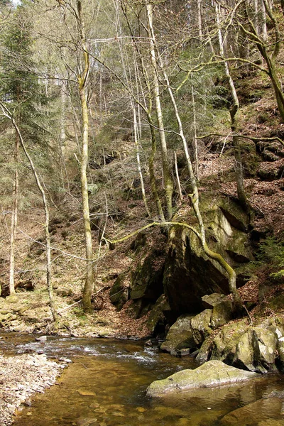 Styria Daki Bir Ormanda Kayaların Arasında Küçük Bir Nehir — Stok fotoğraf