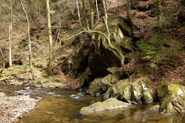 Pequeno Rio Entre Rochas Uma Floresta Styria — Fotografia de Stock