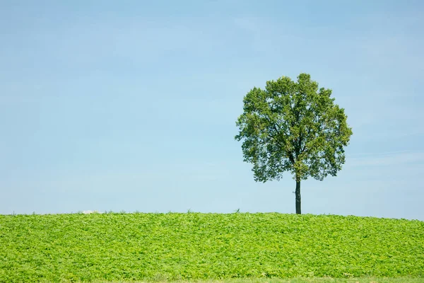 Árvore Única Com Coroa Árvore Verde Redonda Uma Colina Atrás — Fotografia de Stock