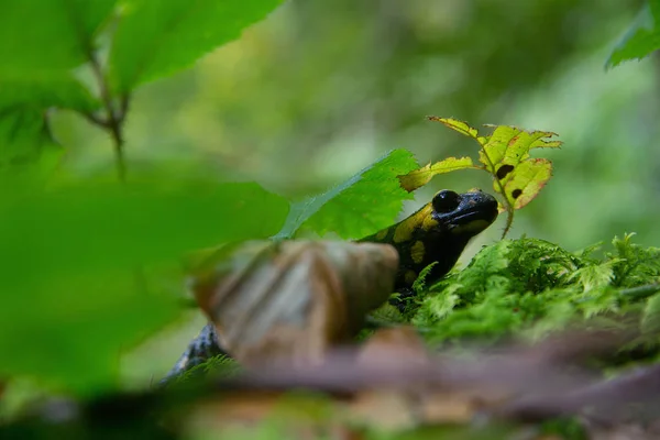 Φωτιά Salamander Υγρό Πάτωμα Δάσος Στην Στυρία — Φωτογραφία Αρχείου