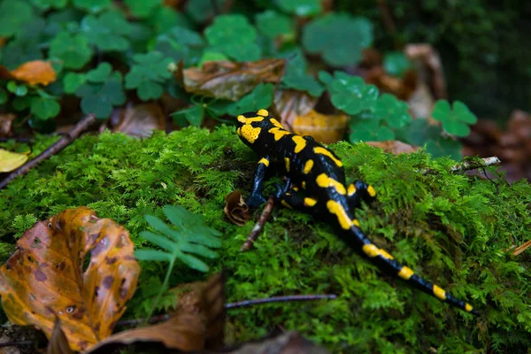 Salamandre Feu Sur Sol Humide Forêt Dans Style — Photo