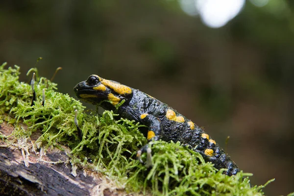 Brandsalamander Vochtige Bosbodem Stiermarken — Stockfoto