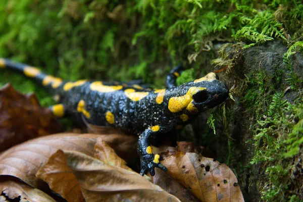 Salamandra Fuego Bosque Húmedo Piso Estiria —  Fotos de Stock