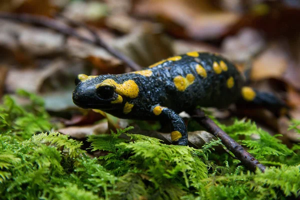 シュテリアの湿った森の上のFeuersalamanderは — ストック写真