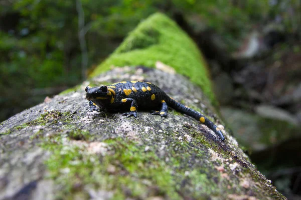 Feuersalamander Mohás Nedves Fatörzsön Stájerországban — Stock Fotó