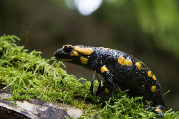 Salamandra Fuego Sobre Tronco Árbol Húmedo Moscoso Estiria —  Fotos de Stock