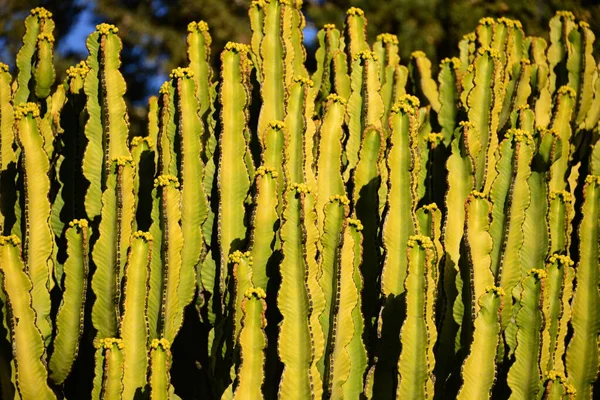 Tropikalny Egzotyczny Kaktus Roślinny — Zdjęcie stockowe