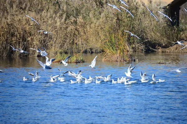 Fiskmåsar Vid Medelhavet Spanien — Stockfoto