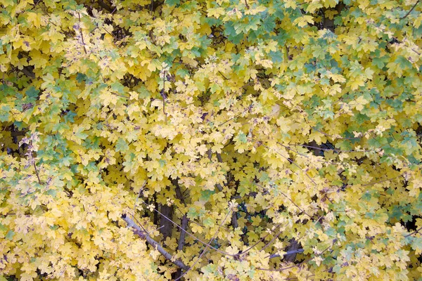 Árvore Com Folhas Cores Diferentes Outono Estiria — Fotografia de Stock