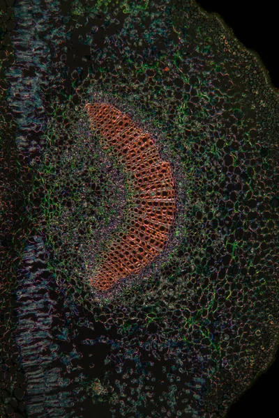 oleander leaf cross section 100x