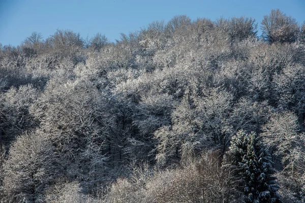 Zimní Krajina Lese — Stock fotografie
