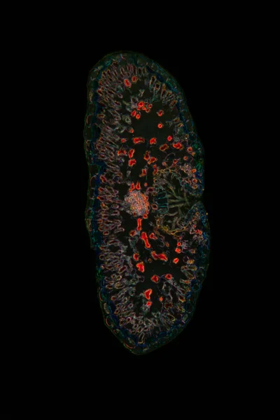 Erika Leaf Cross Section 100X — Stock Photo, Image