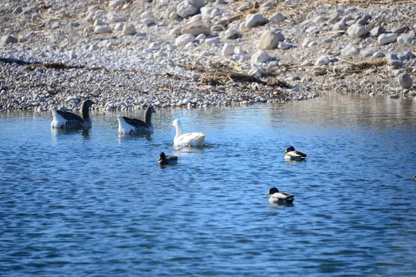 Whole Geese Medanean Sea Spain — стоковое фото