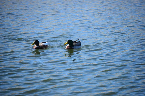 Mallards Mediterranean Sea Spain – stockfoto