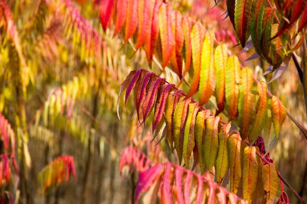 Rot Gefärbte Blätter Eines Essigbaums Herbst Der Steiermark — Stockfoto