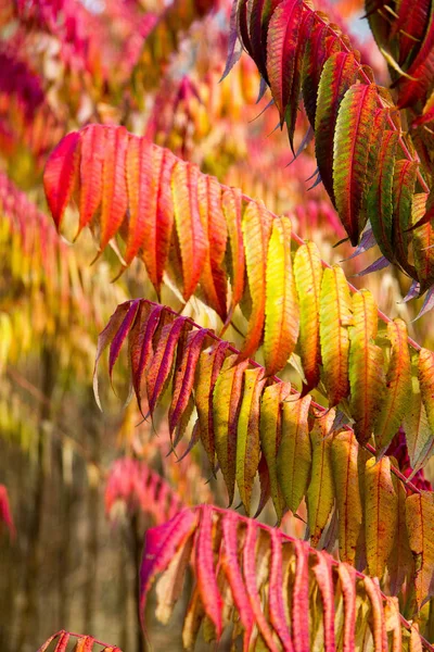 Folhas Tingidas Vermelho Uma Árvore Vinagre Outono Estiria — Fotografia de Stock