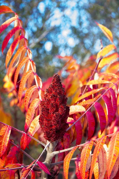 Sonbaharda Stiria Bir Sirke Ağacının Kırmızı Boyalı Yaprakları — Stok fotoğraf