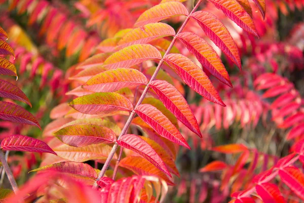 Rot Gefärbte Blätter Eines Essigbaums Herbst Der Steiermark — Stockfoto