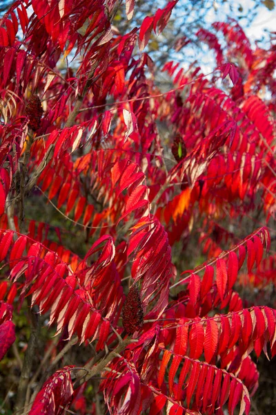 Rot Gefärbte Blätter Eines Essigbaums Herbst Der Steiermark — Stockfoto