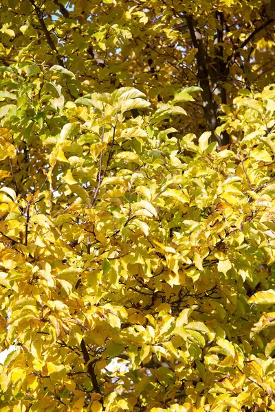 Drzewo Różnym Kolorze Liści Jesienią Styrii — Zdjęcie stockowe