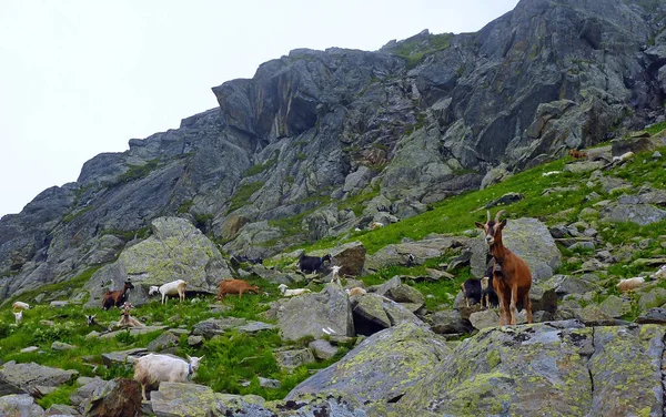 Chamois Dans Les Alpes — Photo