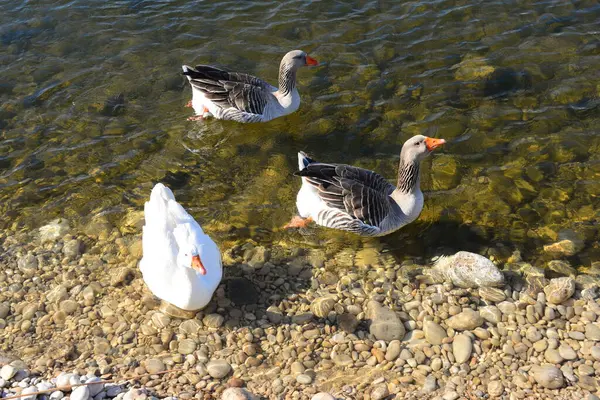 Whole Geese Mediterranean Sea Spain — Stock fotografie