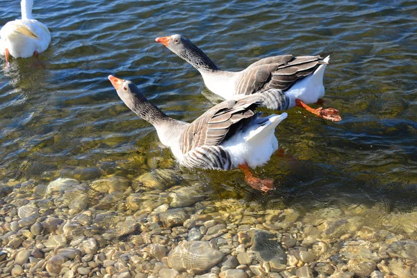 Whole Geese Mediterranean Sea Spain — Stock Fotó