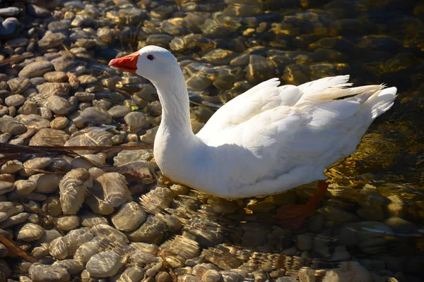 Whole Geese Mediterranean Sea Spain — Stok fotoğraf