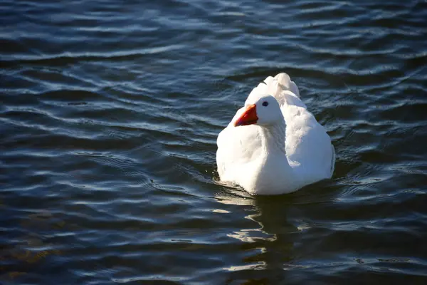 Whole Geese Mediterranean Sea Spain — Stok fotoğraf