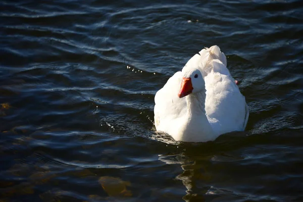 Whole Geese Mediterranean Sea Spain — 图库照片