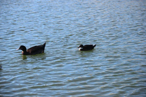 Stockenten Mittelmeer Spanien — Stockfoto