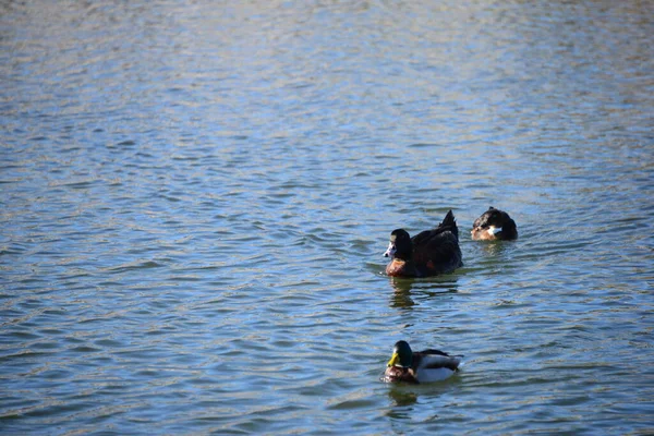 Lagoa Água Pato Aves Vida Selvagem Natureza Fauna — Fotografia de Stock