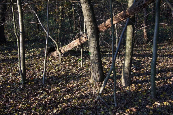 Árvores Com Folhas Castanho Coloridas Chão Floresta Outono Uma Floresta — Fotografia de Stock