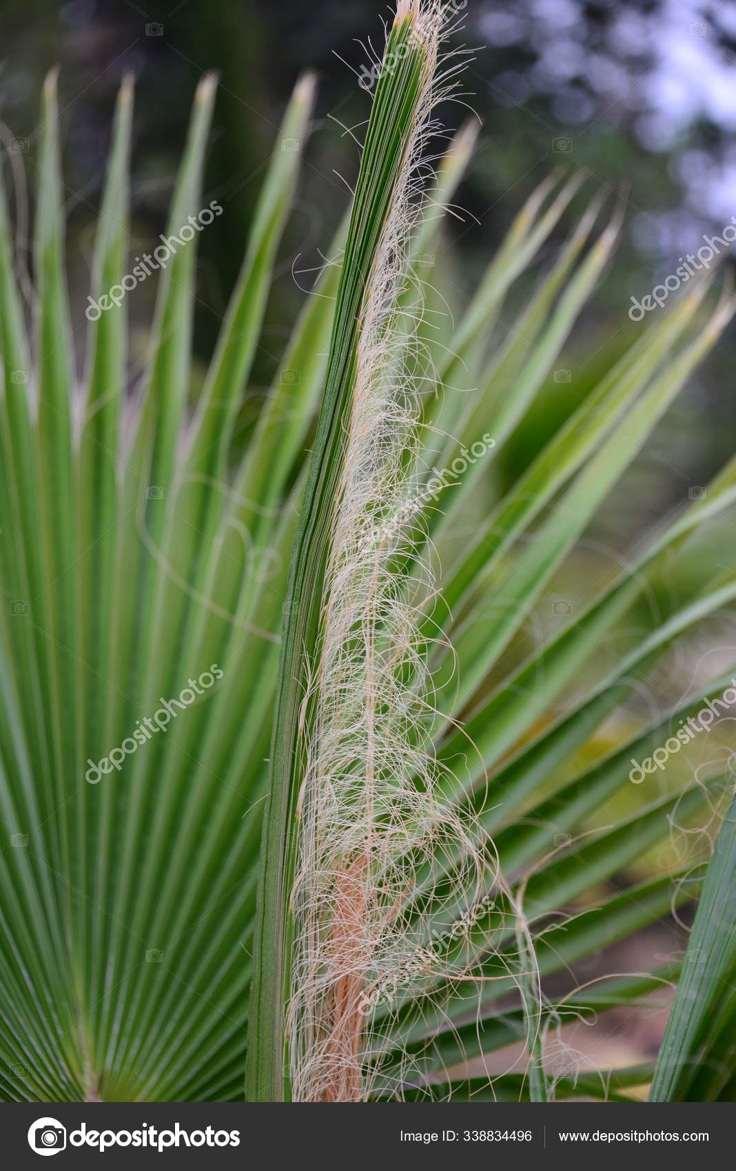 Palm Tree Leaves Green Flora Stock Photo by ©PantherMediaSeller 338834496