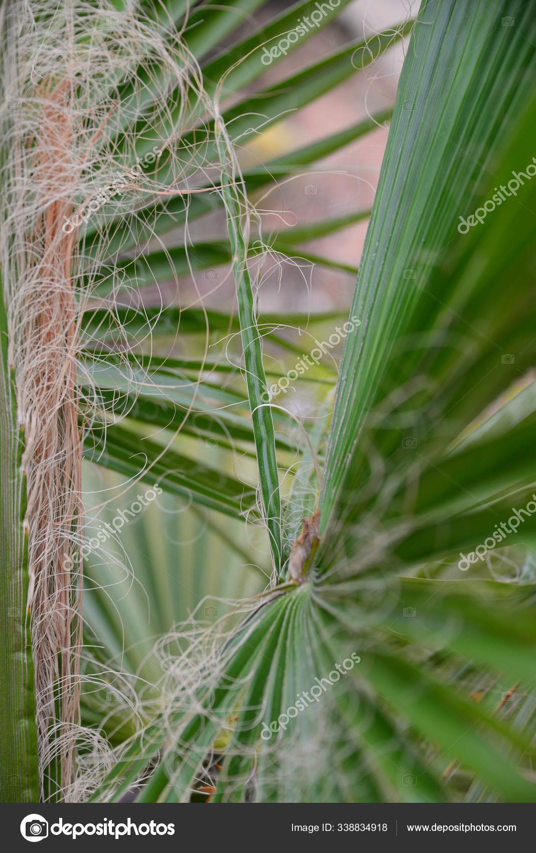 Palm Tree Leaves Green Flora Stock Photo by ©PantherMediaSeller 338834918
