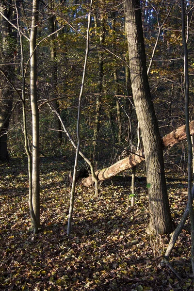 Ağaçlar Kahverengidir Orman Zemininde Sonbaharda Styria Bir Ormanda — Stok fotoğraf