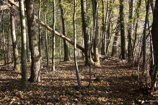 Árboles Con Hojas Color Marrón Suelo Del Bosque Otoño Bosque —  Fotos de Stock