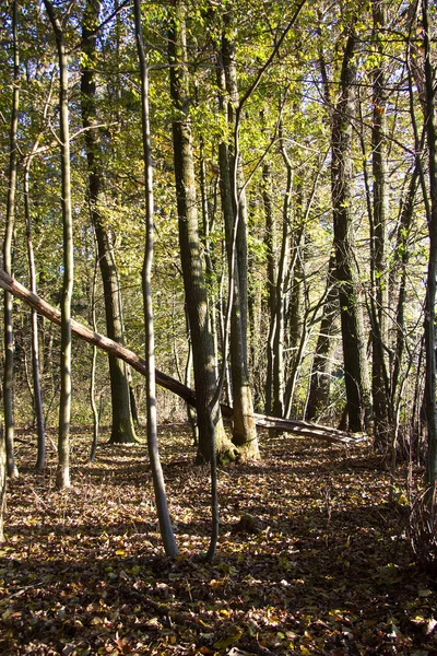Alberi Con Foglie Colore Marrone Sul Pavimento Della Foresta Autunno — Foto Stock