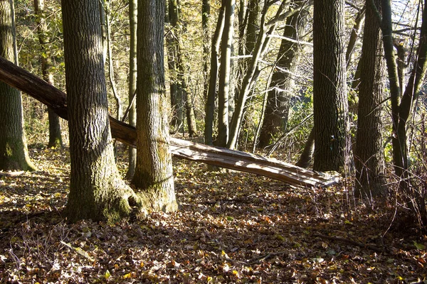 Ağaçlar Kahverengidir Orman Zemininde Sonbaharda Styria Bir Ormanda — Stok fotoğraf