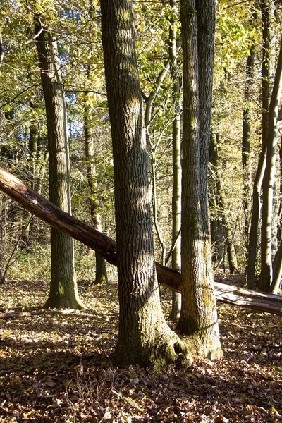 有褐色叶子在森林地面上的树 生长在德国的一个森林里 — 图库照片