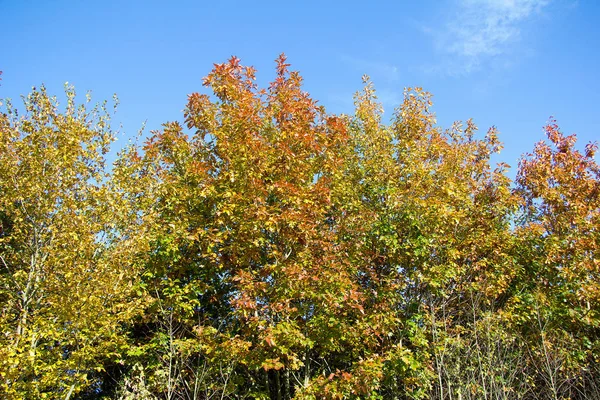 Träd Med Olikfärgade Blad Hösten Stiria — Stockfoto