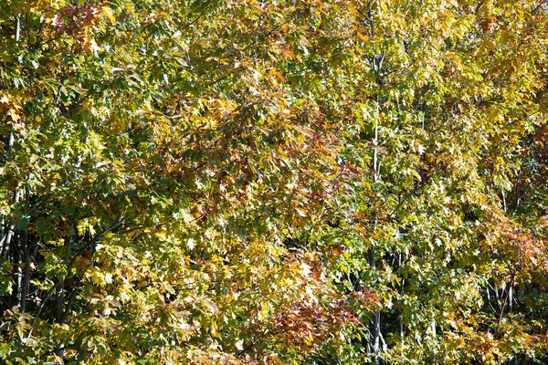 Stiria Sonbaharda Yaprakları Farklı Renklerde Olan Ağaç — Stok fotoğraf