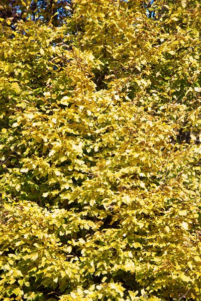 Drzewo Różnym Kolorze Liści Jesienią Styrii — Zdjęcie stockowe