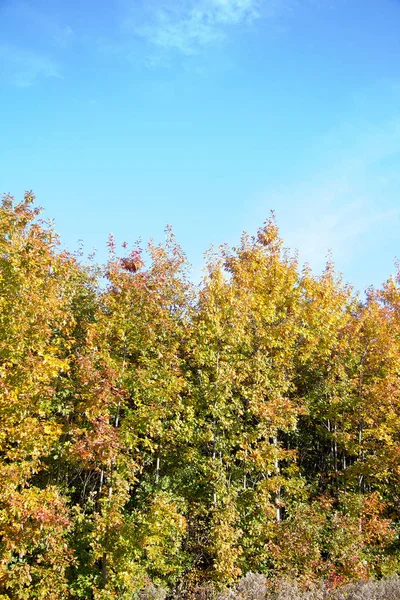 Strom Různými Barevnými Listy Podzim Styrii — Stock fotografie