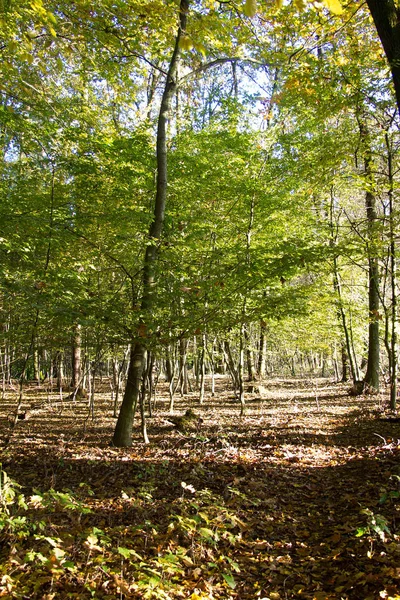 Árboles Con Hojas Color Marrón Suelo Del Bosque Otoño Bosque —  Fotos de Stock