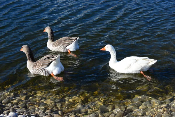 Whole Geese Mediterranean Sea Spain — 图库照片