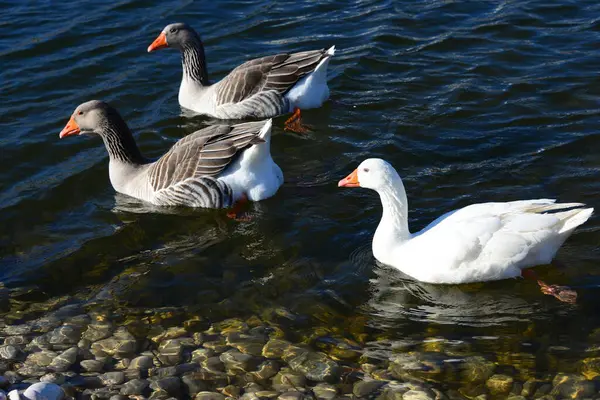 Whole Geese Mediterranean Sea Spain — 图库照片