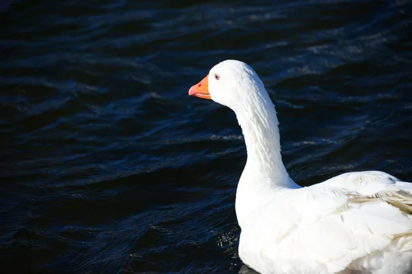 Whole Geese Mediterranean Sea Spain — Stok fotoğraf